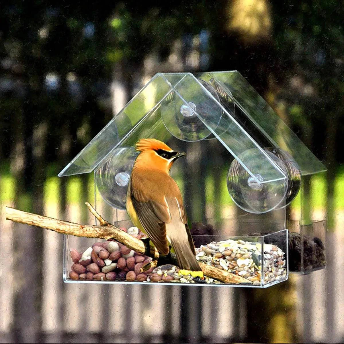 Elite Clear View Window Bird Feeder with Strong Adhesive Mounts - Home Fads