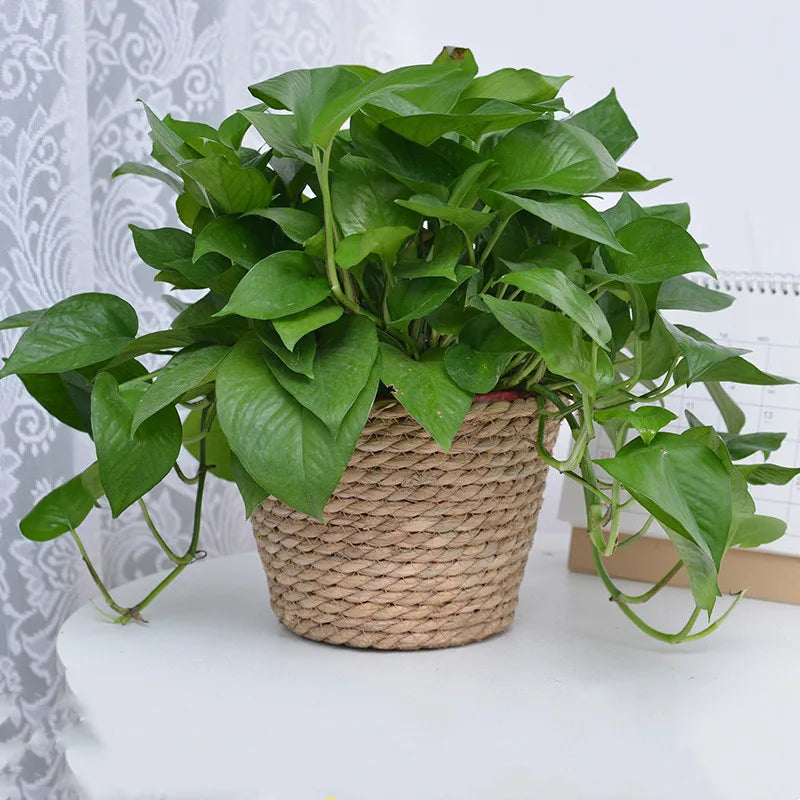 Rustic Artisan-Crafted Basket: Indoor and Outdoor Plant Potting, Laundry, or Multipurpose Organizer Storage Basket - Home Fads 