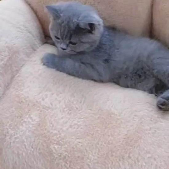 Opulent Plush Non-Slip Washable Sofa Bed for Dogs and Cats - Soft and Luxurious Pet Furniture - Home Fads