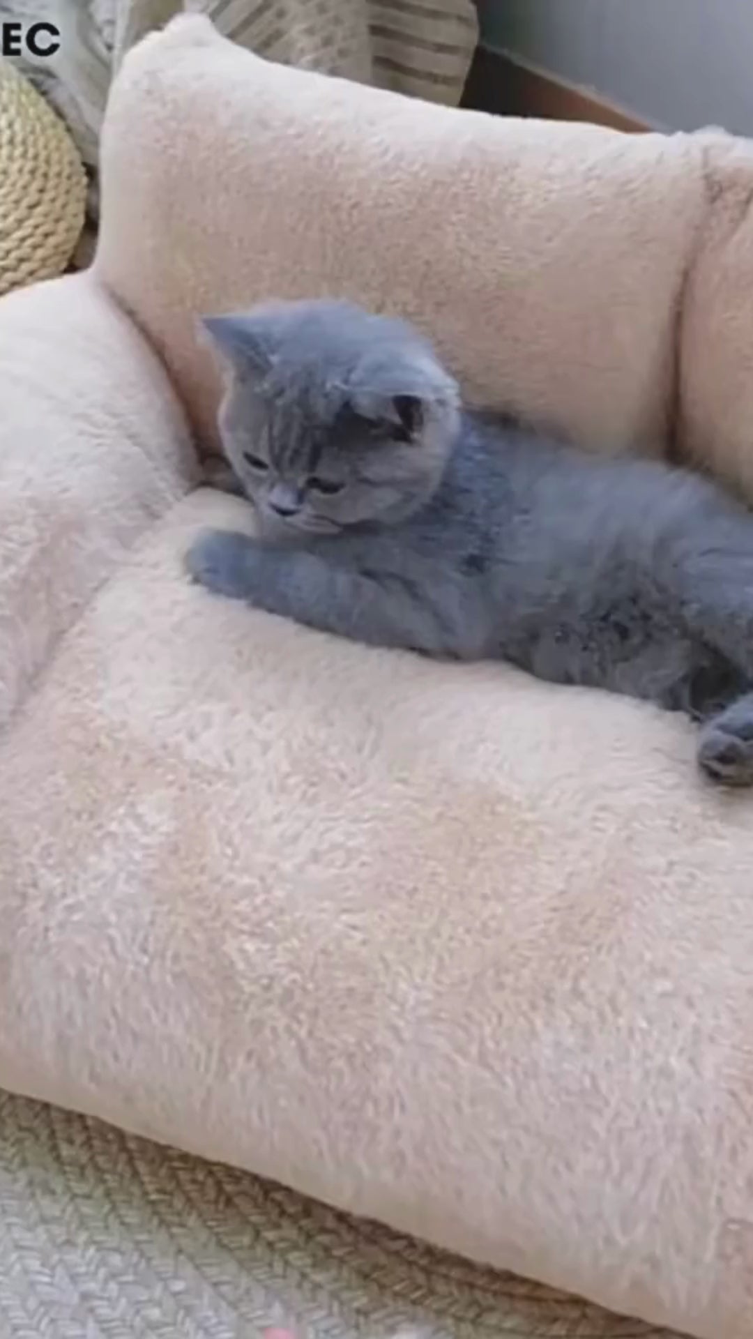 Opulent Plush Non-Slip Washable Sofa Bed for Dogs and Cats - Soft and Luxurious Pet Furniture - Home Fads